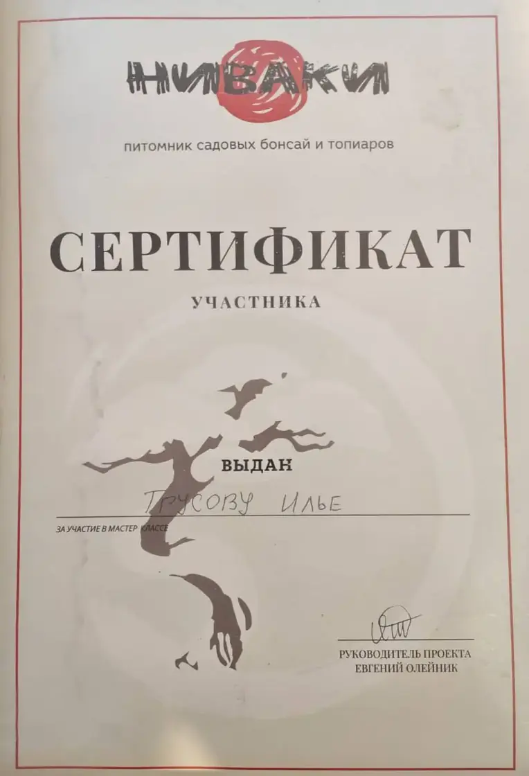 Сертификат Ильи Трусова за участие в мастер-классе по ниваки