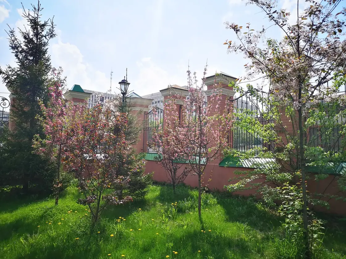 Цветущие декоративные яблони