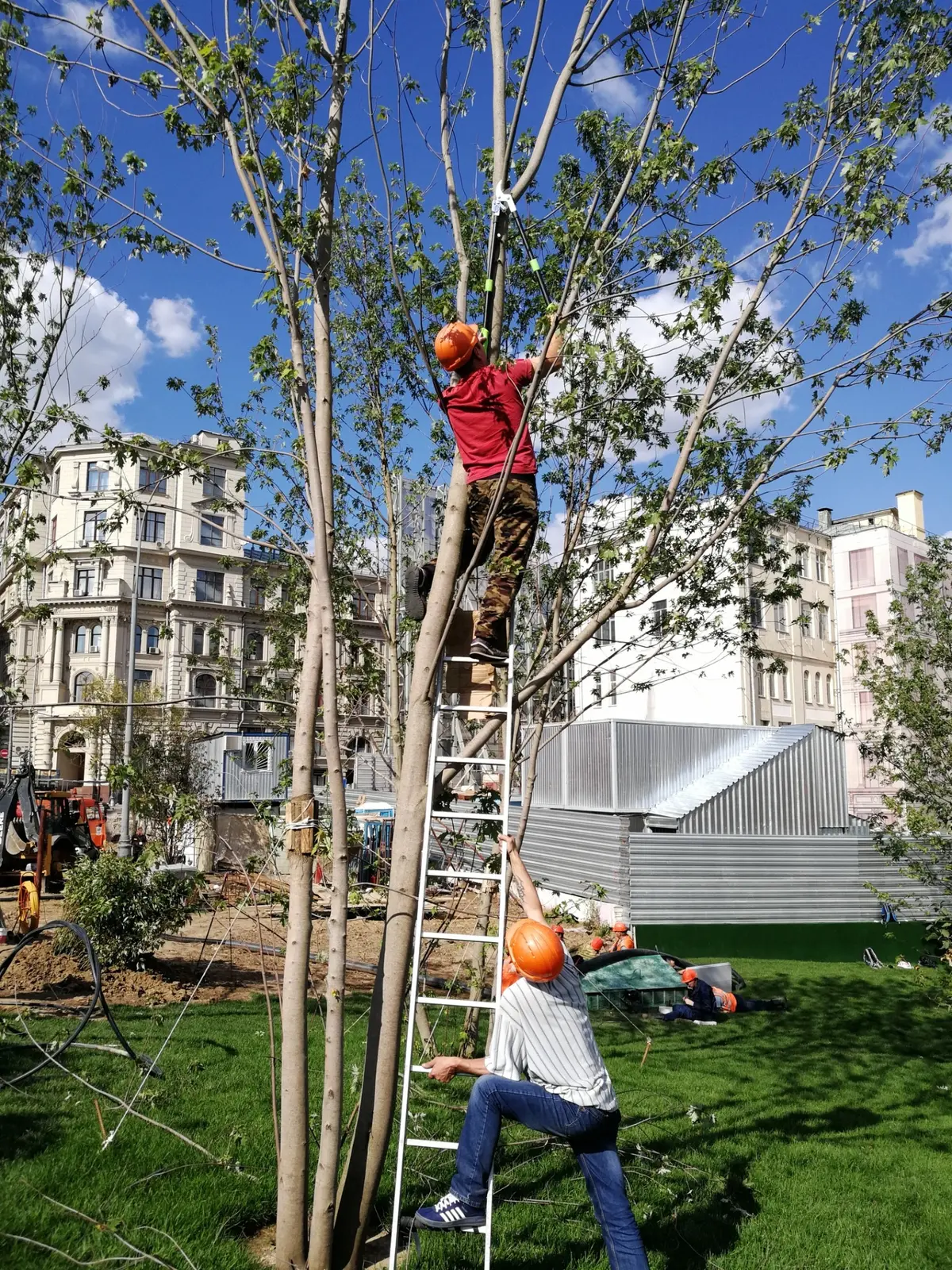 Работа с кроной дерева